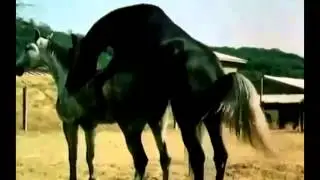 Animals Having Sex Breeding Reproducing Black stallion Horses Mating ~ Best Funny Animals 2014 You
