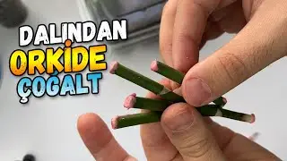Propagate Orchids from Branches!