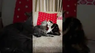Американский бобтейл Кокос и Шанти. Ты че се рабыню завёл?!