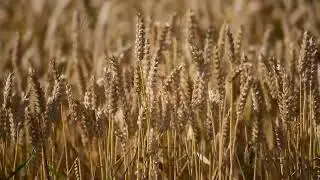Plant Wheat Field | Background | VFX LIBRARY | Free Stock Background