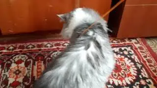 Siberian cat Proshka is a mouse hunter. 🤣🤣🤣/ Сибирский кот Прошка  охотник за мышами..