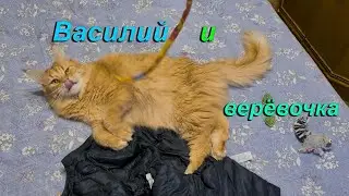 Кот Василий и верёвочка.
