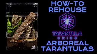 POKIE REHOUSING: How to Rehouse Your ARBOREAL Tarantula | Tarantula Cribs Treehouse Switch XL