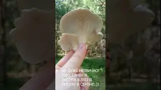 Знайшов свіжу гливу в лісі у серпні та в посуху!#shorts