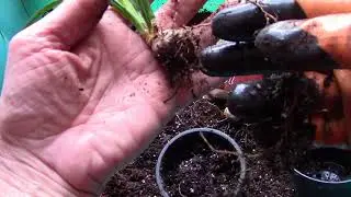 Nolina bokarneya. Full transplantation of valine after purchase.