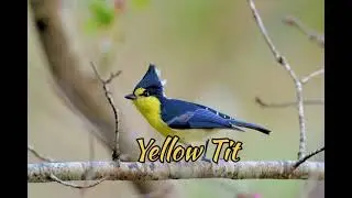 Yellow Tit (Machlolophus Holsti)