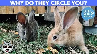 Why Do Rabbits Circle Around You?