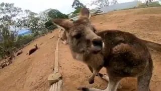 Welcome to Bonorong