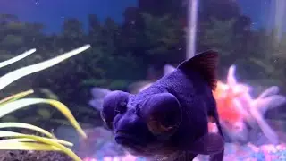 HOME  STYLE  AQUARIUM  GOLDFISH