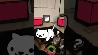 Introducing my Virtual Cat 🐱 #nekoatsume #vr