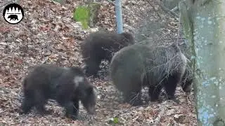 Medvede na bukviciach po ústupe snehu (68)
