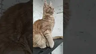 Полидактильные котики мейнкуны