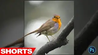 How To Fade Background Colors In Photoshop