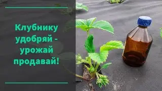 Второе удобрение клубники.Профилактика от болезней и насекомых.