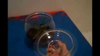 how to make a terrarium (TUTORIAL) simple