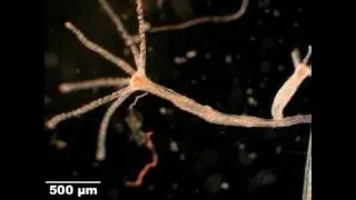 Hydra vulgaris