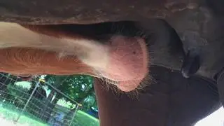 Milk Break 2