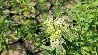 Swamp Milkweed cv. Soulmate