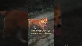 Собаки и кира. -ВЫХОДИТЕ ПИТЬ ПИВААААААА