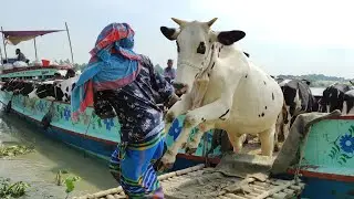 Cow Videos, Village Cow, CAW, Village Cattle Market, Cow Unloading, Funny Animals, Cute Animals