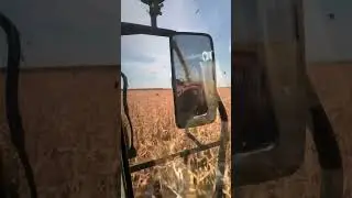 #2024 #сезон #сельскоехозяйство #farming #farm #agriculture #jaguar #силос #кукуруза #погрузка