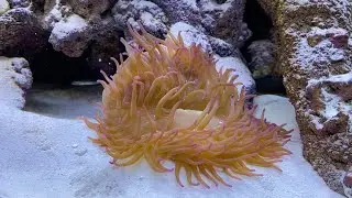 Nano Reef update 1 week later - Huge Anemone!!!!