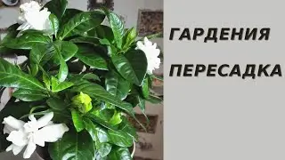 Гардения жасминовидная. ПЕРЕСАДКА.