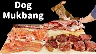 Best Dog Eating Sound Pitbull Eating Raw Foods Duck carcass Horse liver Horse meat