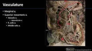 Abdominal Vasculature - Dissection Supplement