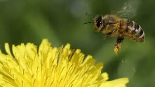 Свободные матки на 11 сентября