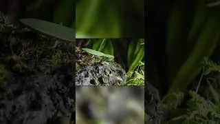 Крутая Охота Богомола