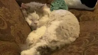 Ferdi - Cat Nap