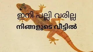 #പല്ലിയെ
