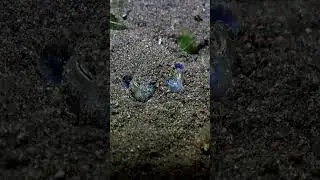 Never get bored of watching a #Bobtail #squid #shorts #underwater