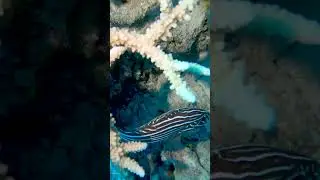 Шестиполосый граммистес 2