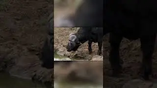 Buffalo vs. Crocodile