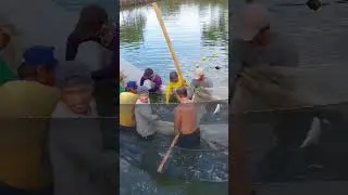 Counting fish after harvest #amazing #best #fishing #angler #milkfish #bangus #harvest #viral