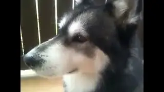 Dagny the Malamute, sitting & sniffing outside