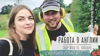 Сколько можно заработать в Англии? | СБОР КЛУБНИКИ | Пакхаус | РАБОТА ОТ PRO-FORCE