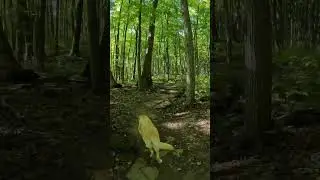 Maggie’s morning walk