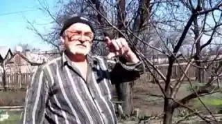 Выращивание персиков из косточек