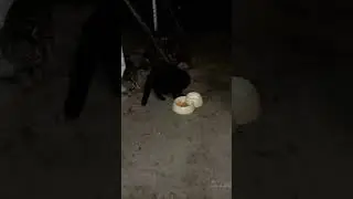 Пейте кошки молоко - будете здоровы!