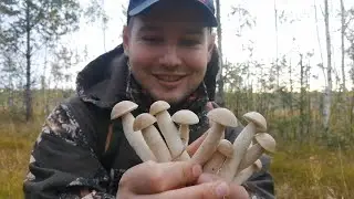Грибы в засаде