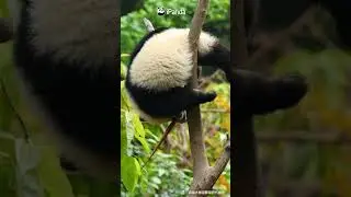 Panda Delivery Girl Losing The Takeout Again | iPanda 