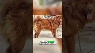 Meet the Bắc Hà Dog of Vietnam