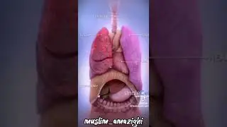 АЛЛАҲУ АКБАР, СУБҲАНАЛЛАҲ