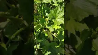 Кабачок. Показываю свои посадки.