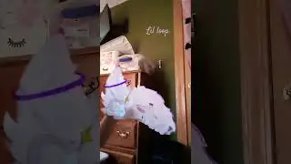 loop 