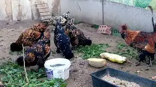ПАВЛОВСКИЕ КУРЫ, ВЕЧЕРНЕЕ КОРМЛЕНИЕ!!!