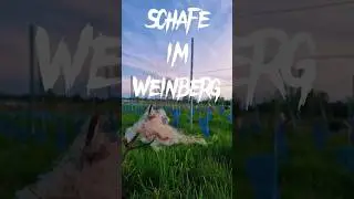 Schafwolle gegen Rehverbiss im Weinberg | 